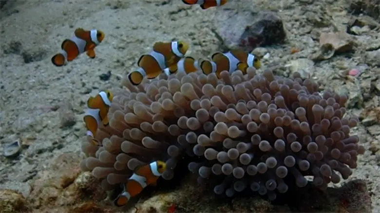 “สิงห์ เอสเตท”เดินหน้าการพัฒนาอย่างยั่งยืน คืนสมดุลธรรมชาติอย่างครบวงจรจากท้องฟ้าสู่ใต้ทะเล