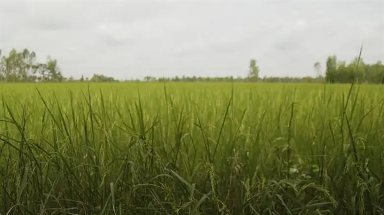 ปัญหาชาวนาไทย ช่วยพวกเขาให้มีรอยยิ้มอย่างง่ายๆ ได้อย่างไร