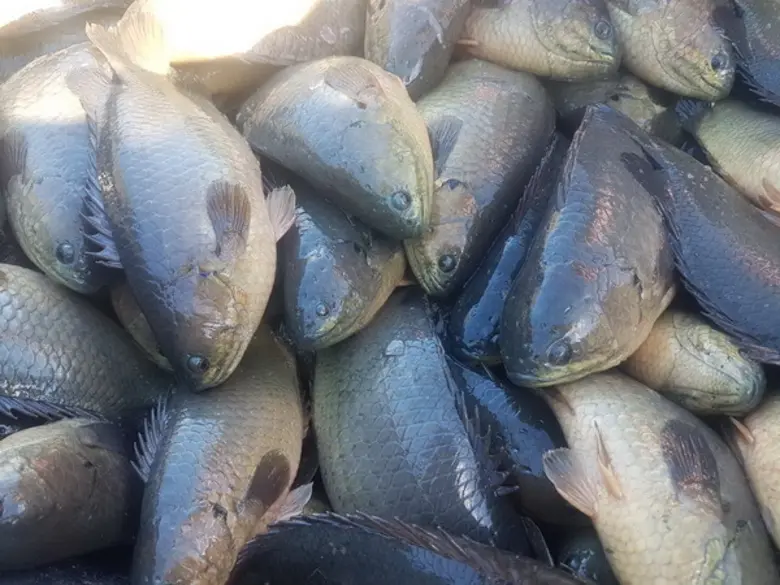 วว.สนับสนุนคูปองวิทย์ กลุ่มวิสาหกิจผู้เพาะเลี้ยงสัตว์น้ำ เชียงใหม่-ลำพูน