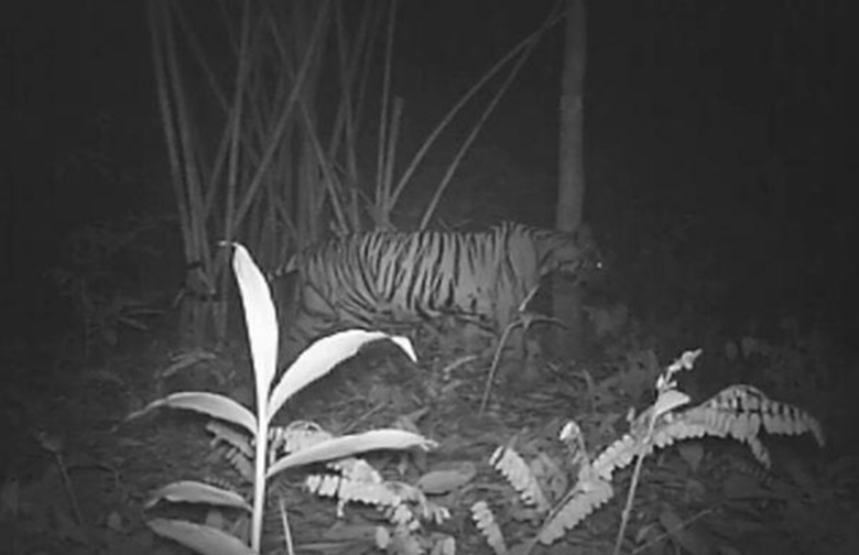 สำนักงานส่งเสริมการบังคับใช้กฎหมายสัตว์ป่...