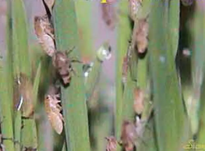 กรมส่งเสริมการเกษตรเตือนเกษตรกรผู้ปลูกข้า...