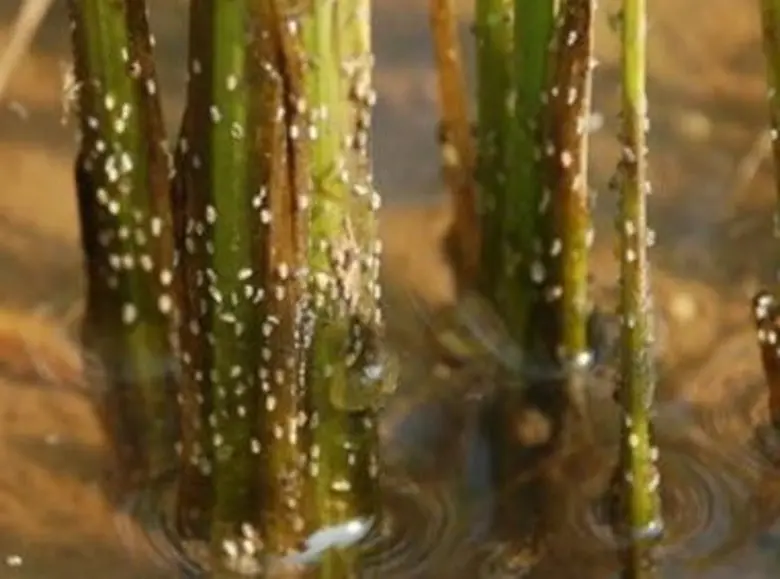 เตือนเพลี้ยกระโดดสีน้ำตาลระบาด...เกษตรกรควรเฝ้าระวังและหมั่นสำรวจแปลงนา