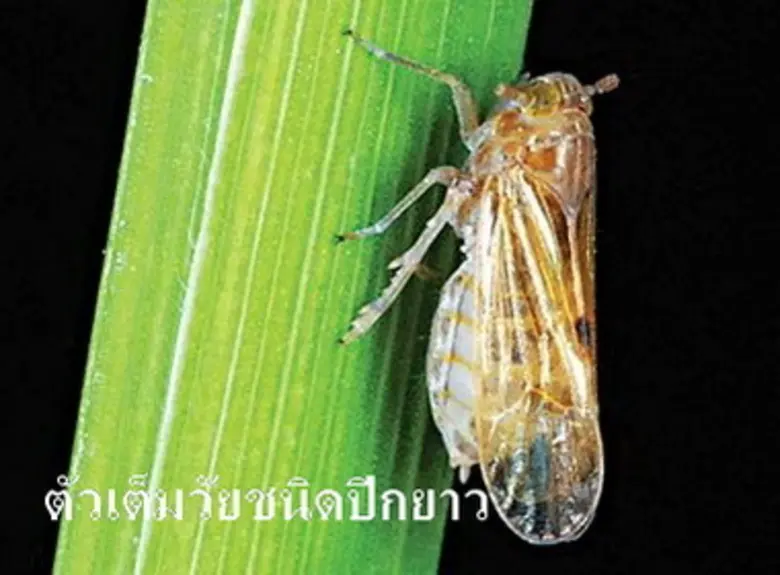 เตือนเพลี้ยกระโดดสีน้ำตาลระบาด...เกษตรกรควรเฝ้าระวังและหมั่นสำรวจแปลงนา