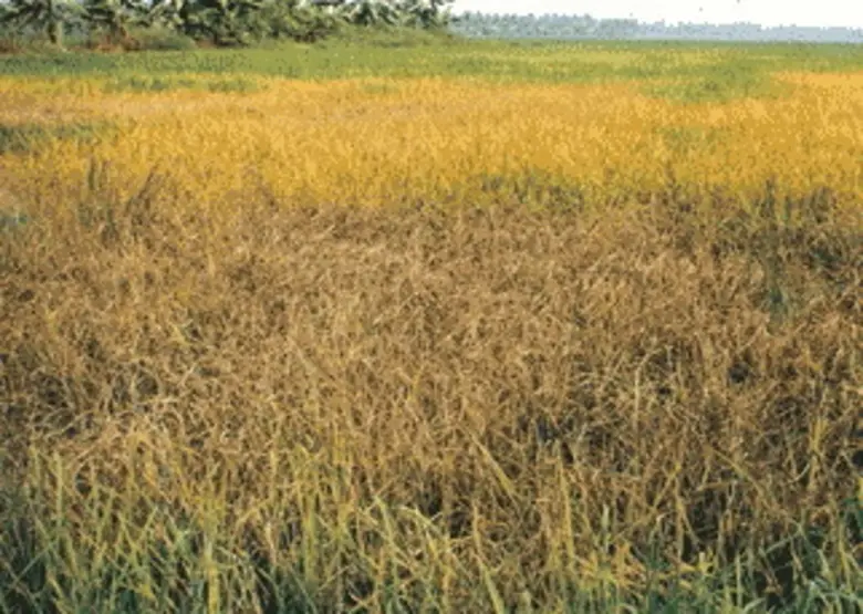 เตือนเพลี้ยกระโดดสีน้ำตาลระบาด...เกษตรกรควรเฝ้าระวังและหมั่นสำรวจแปลงนา