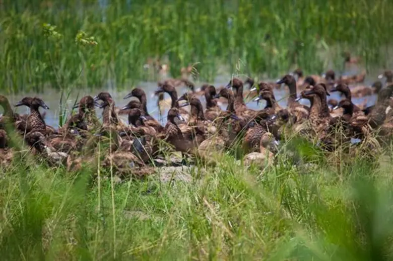 'ล่องเส้นทางเสด็จประพาสต้น อดีตบ้านไผ่ตาพุด ชิมขนมโบราณ อลังการบ้านทรงไทยริมน้ำ’ เที่ยววิถีชุมชนที่ชุมชนตำบลบ้านแหลม จ.สุพรรณบุรี