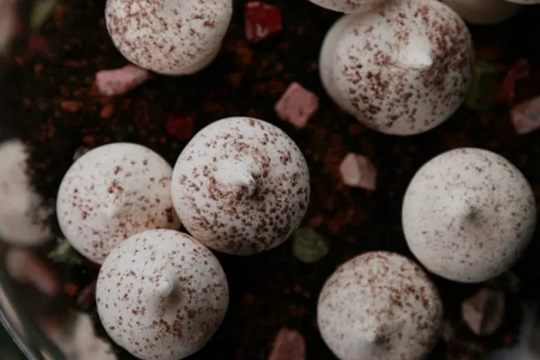 เดอะมอลล์ ชวนร่วมงาน “ครัวคุณต๋อยรักษ์ขนมไทย” มหกรรมขนมไทยครั้งสำคัญสุดยิ่งใหญ่