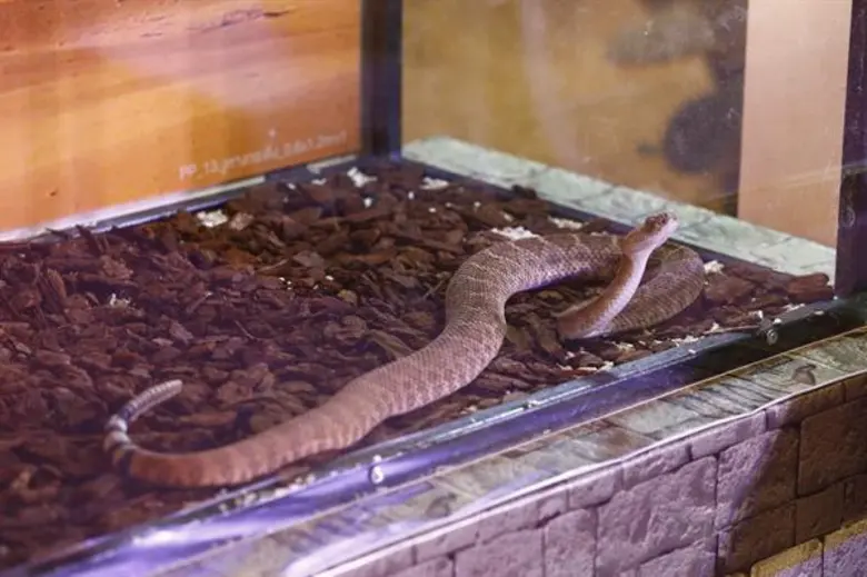 เทอร์มินอล21 โคราช พาตะลุยข้ามซีกโลกสัมผัสสัตว์แดนทะเลทราย พร้อมเซอร์ไพรส์สุดพิเศษจาก “ใบเฟิร์น พิมพ์ชนก”