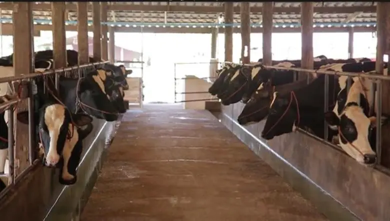 สหกรณ์โคนมหนองโพราชบุรี จำกัด (ในพระบรมรา...