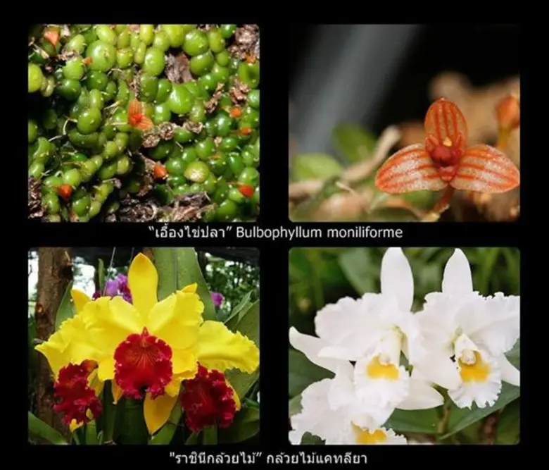 “ฟิวเจอร์พาร์ค สานต่องานพ่อสร้าง” แผ่นดินเรืองรองสง่างามตามรอยพ่อ