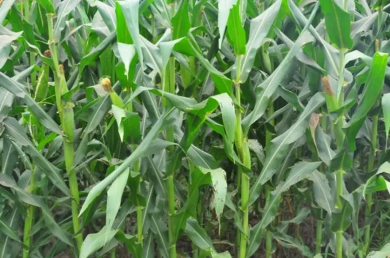 รัฐให้ทุนไร่ละ 2,000 ปลูกข้าวโพดเลี้ยงสัตว์แทนข้าวใน 31 จว.