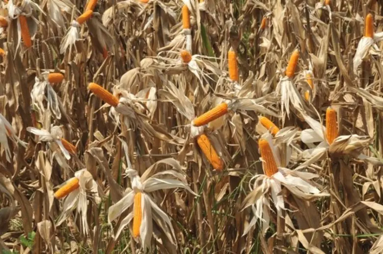 รัฐให้ทุนไร่ละ 2,000 ปลูกข้าวโพดเลี้ยงสัตว์แทนข้าวใน 31 จว.