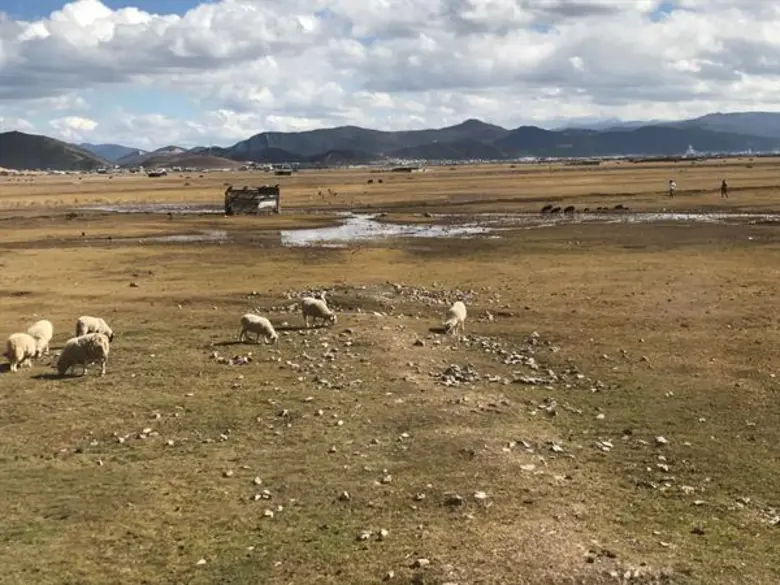 ขบวนคาราวานรถจากสมาคมรถคลาสสิคแห่งฮ่องกงมุ่งสัมผัสเส้นทางแห่งธรรมชาติอันงดงามที่แชงกรีล่า