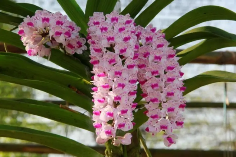 เนื่องในวันพ่อแห่งชาติ องค์การสวนพฤกษศาสต...