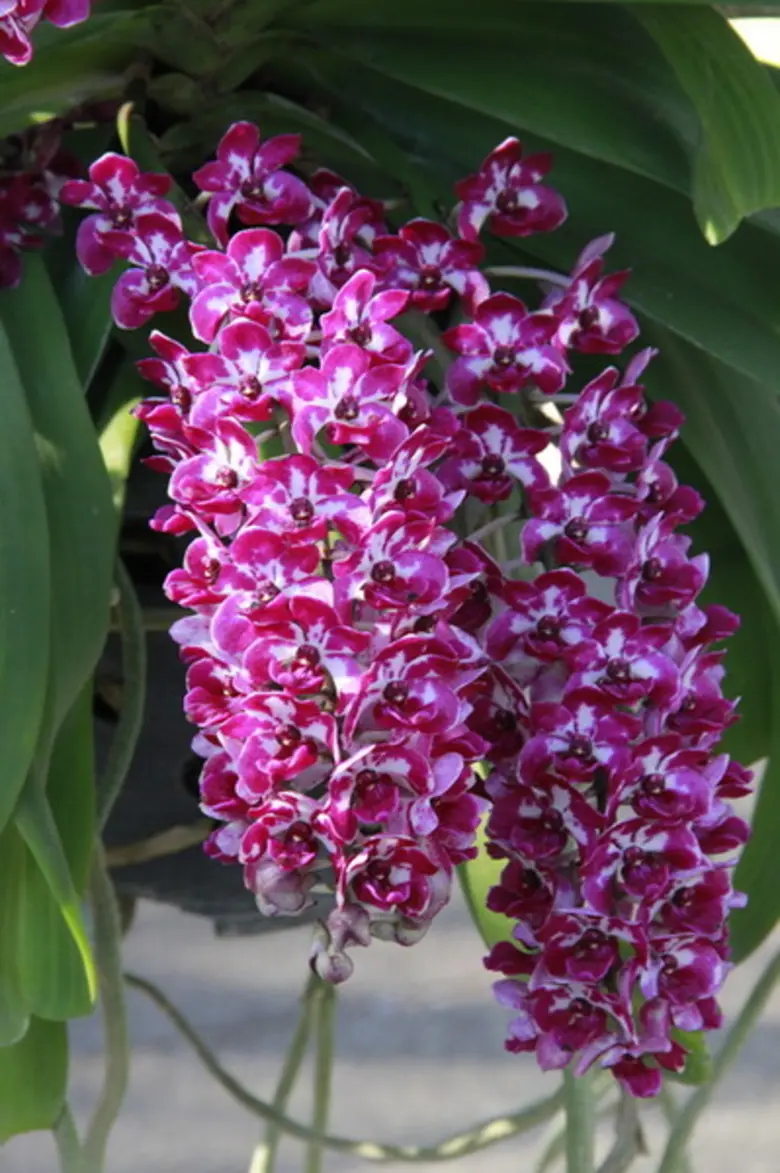 องค์การสวนพฤกษศาสตร์ จัดกิจกรรมเนื่องในวันพ่อแห่งชาติ เพื่อน้อมรำลึกพระมหากรุณาธิคุณ พระบาทสมเด็จพระปรมินทรมหาภูมิพลอดุลยเดช บรมนาถบพิตร