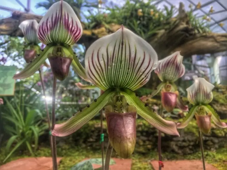 องค์การสวนพฤกษศาสตร์ จัดกิจกรรมเนื่องในวันพ่อแห่งชาติ เพื่อน้อมรำลึกพระมหากรุณาธิคุณ พระบาทสมเด็จพระปรมินทรมหาภูมิพลอดุลยเดช บรมนาถบพิตร