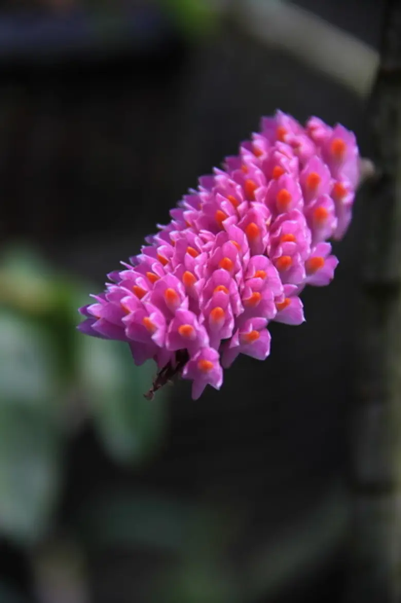 องค์การสวนพฤกษศาสตร์ จัดกิจกรรมเนื่องในวันพ่อแห่งชาติ เพื่อน้อมรำลึกพระมหากรุณาธิคุณ พระบาทสมเด็จพระปรมินทรมหาภูมิพลอดุลยเดช บรมนาถบพิตร