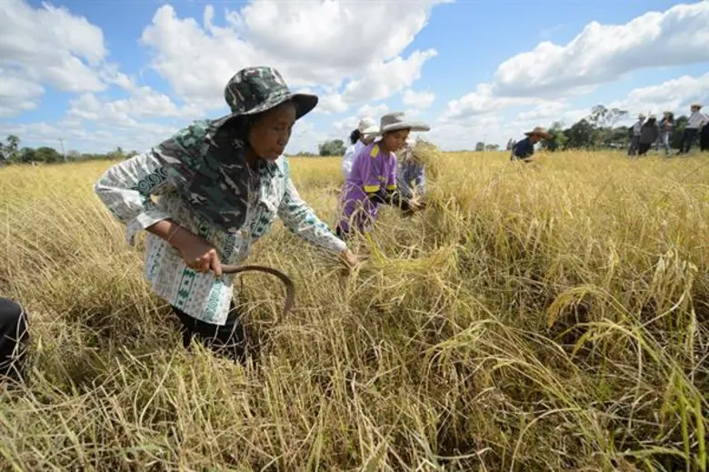 “ฟาร์มจริงใจ” เปิดเว็บไซต์ให้ผู้บริโภคสั่งข้าวโดยตรงจากชาวนาแล้ววันนี้  ร่วมเป็นส่วนหนึ่งแก้ปัญหาชาวนาไทยอย่างยั่งยืนที่ www.farmjingjai.com