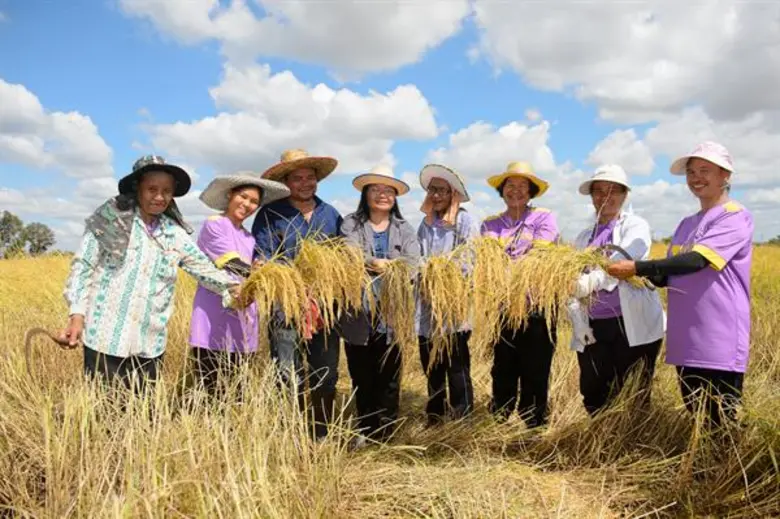 “ฟาร์มจริงใจ” เปิดเว็บไซต์ให้ผู้บริโภคสั่งข้าวโดยตรงจากชาวนาแล้ววันนี้  ร่วมเป็นส่วนหนึ่งแก้ปัญหาชาวนาไทยอย่างยั่งยืนที่ www.farmjingjai.com