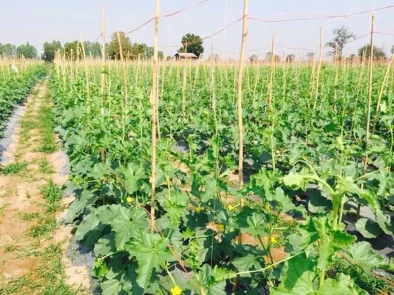 กรมส่งเสริมการเกษตรเชิญชวนชาวนาเข้าร่วม โ...