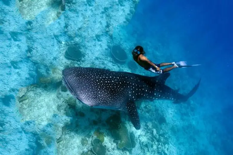 กระทรวงการท่องเที่ยวฟิลิปปินส์ ร่วม ฟิลิปปินส์ แอร์ไลน์ เปิดแผนเชิงรุก พร้อมเส้นทางการบินใหม่ กรุงเทพฯ - เซบู เชื่อมท่องเที่ยวอาเซียน หวังจับตลาดประชุมสัมมนาและนักท่องเที่ยวรุ่นใหม่