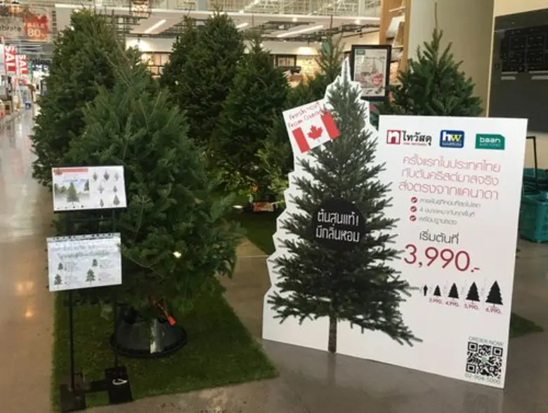 ไทวัสดุ ต้อนรับเทศกาลแห่งความสุขด้วยต้นคริสต์มาสจริงหอมที่สุดในโลก