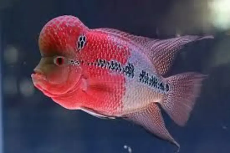 ตลาดกลางปลาสวยงามและสัตว์เลี้ยง ราชบุรี คึกคักหลังกรมการค้าภายในจัดกิจกรรมกระตุ้นการซื้อขาย สร้างมูลค่ากว่าหมื่นล้านบาท