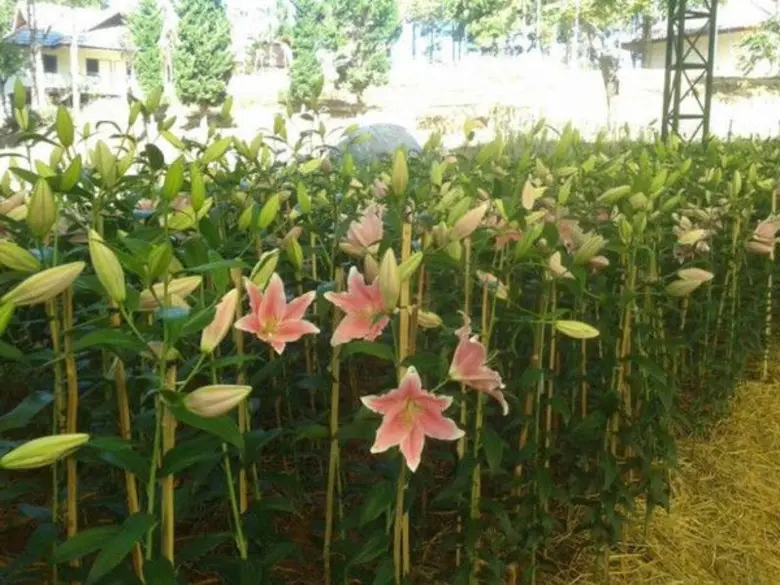 หนาวนี้ เที่ยวศูนย์เกษตรที่สูง จังหวัดเชียงราย