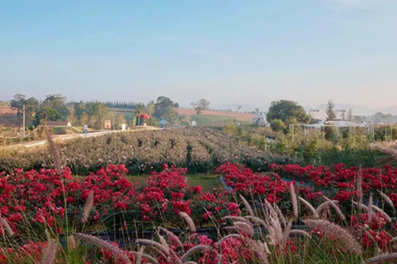 ฟ้าประทาน โรสพาร์ค (Faprathan Rose Park) ดินแดนแห่งดอกกุหลาบเมืองหนาวนับแสนดอกใจกลางวังน้ำเขียว พร้อมรับนักท่องเที่ยวตลอดหนาวนี้