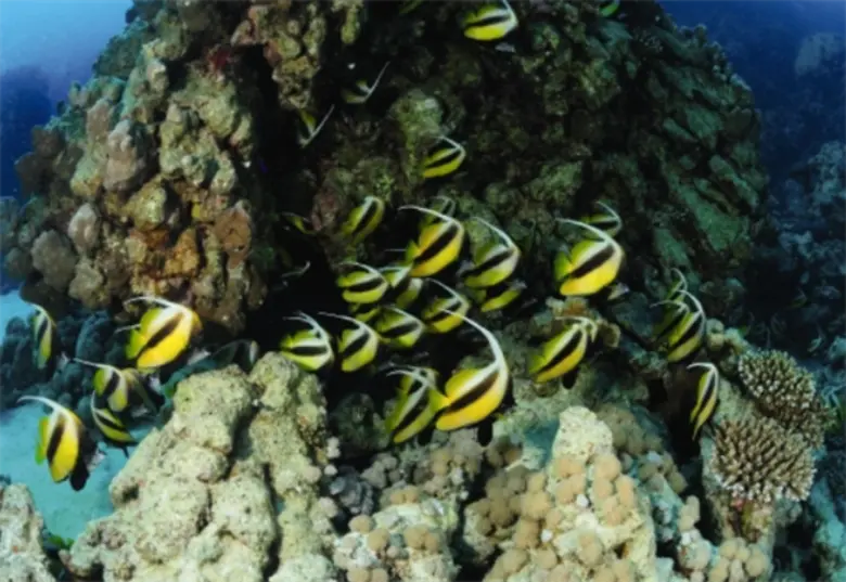 International hospitality firm declared a...