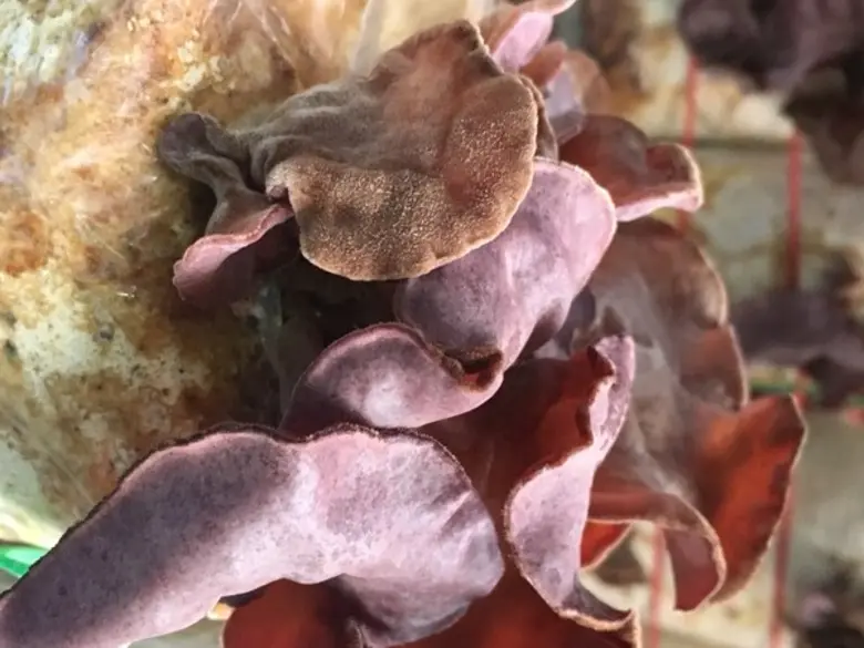 สำนักงานพลังงานจังหวัดประจวบคีรีขันธ์ สนับสนุนเทคโนโลยีพลังงานทดแทน ลดรายจ่าย สร้างรายได้ชุมชน