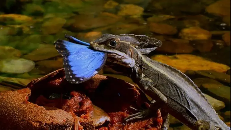 รายการไฮไลต์ประจำวันอังคารที่ 26 ธันวาคม 2560 ทาง PPTV HD 36