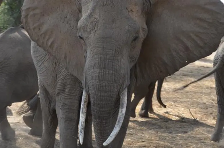 เนื่องในโอกาสวันคุ้มครองสัตว์ป่าแห่งชาติว...