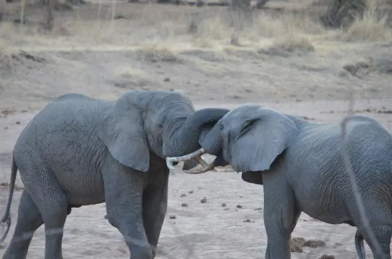 ประเทศไทยฉลองวันคุ้มครองสัตว์ป่าแห่งชาติ: แคมเปญ #ไม่เอางาไม่ฆ่าช้าง ดึงดูดผู้สนับสนุนกว่า 15,000 ราย, 87 ล้านวิว