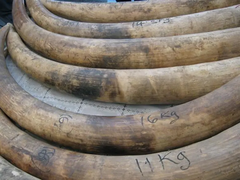 ประเทศไทยฉลองวันคุ้มครองสัตว์ป่าแห่งชาติ: แคมเปญ #ไม่เอางาไม่ฆ่าช้าง ดึงดูดผู้สนับสนุนกว่า 15,000 ราย, 87 ล้านวิว