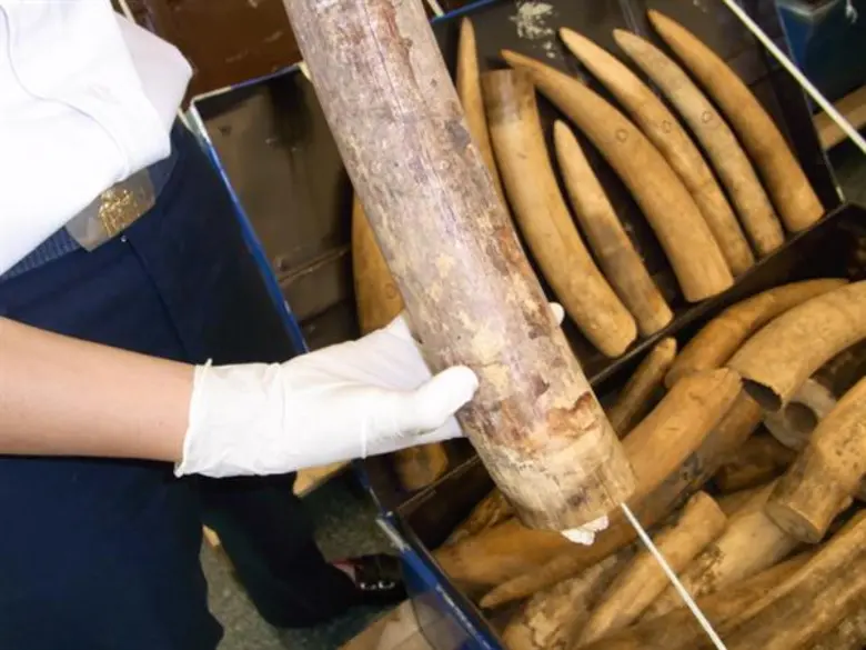 ประเทศไทยฉลองวันคุ้มครองสัตว์ป่าแห่งชาติ: แคมเปญ #ไม่เอางาไม่ฆ่าช้าง ดึงดูดผู้สนับสนุนกว่า 15,000 ราย, 87 ล้านวิว