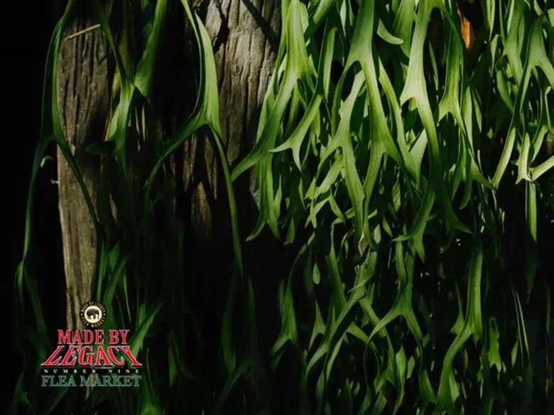 ชื่องาน : เมด บาย เลกาซี่ ฟลี มาร์เก็ต ครั้งที่ 9 ส...