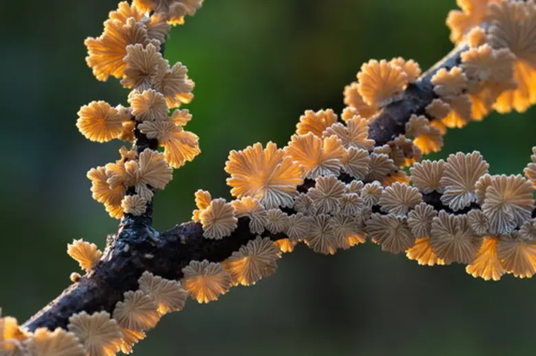 พิธีมอบรางวัล โครงการปลูกจิตสำนึกอนุรักษ์ธรรมชาติและสิ่งแวดล้อม การประกวดภาพถ่าย“สัตว์มีค่า ป่ามีคุณ” ครั้งที่ 23 ประจำปี 2560
