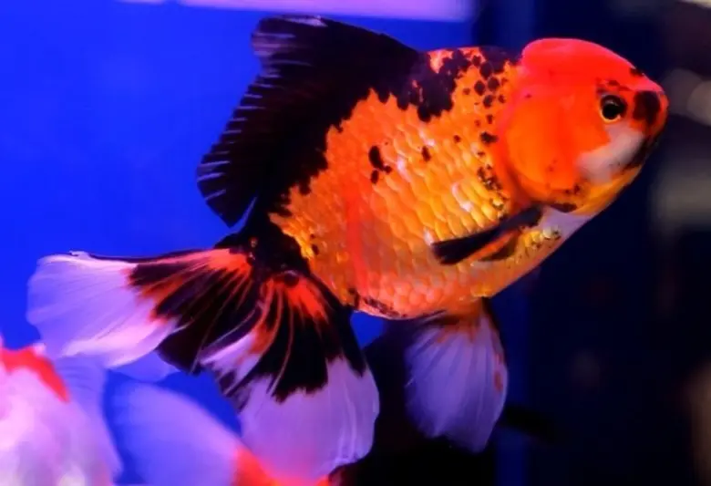 ตลาดกลางปลาสวยงามและสัตว์เลี้ยงฟิชวิลเลจ จังหวัดราช...