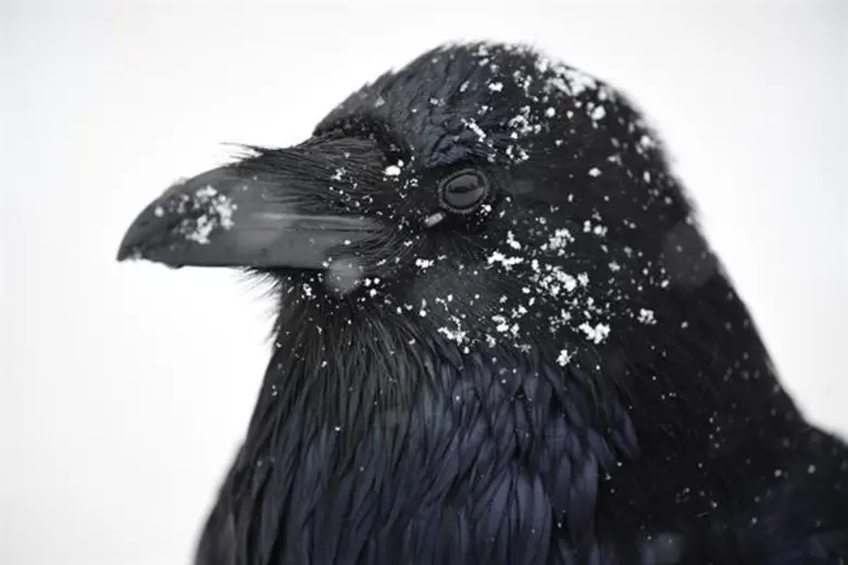 เลนส์ซูมซูเปอร์เทเลโฟโตใหม่จาก NIKKOR มาพ...