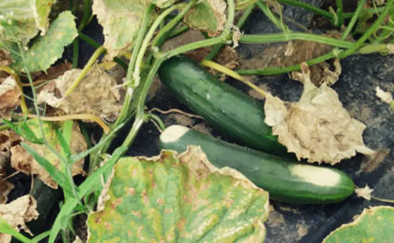 ตามที่จังหวัดเพชรบุรีมีฝนตกกระจายทั่วทั้ง...