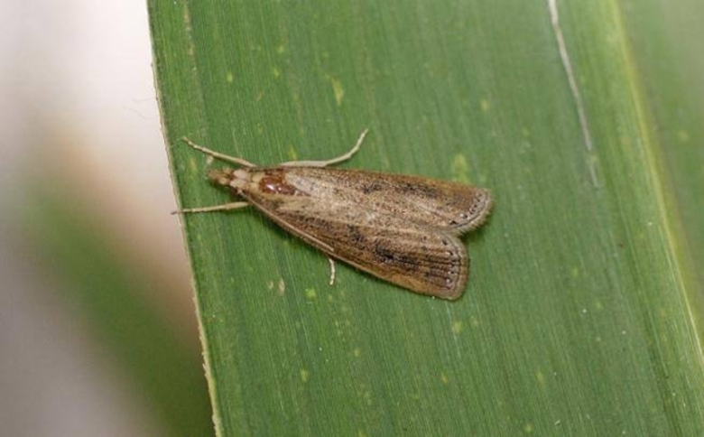 เกษตรเตือนจับตาหนอนกออ้อยระบาด