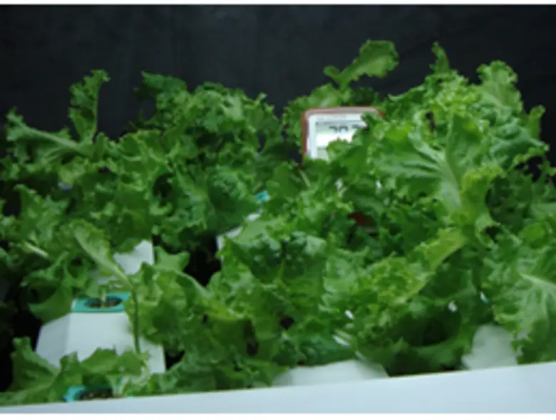 วว.พัฒนาการผลิตพืชให้มีสารสำคัญสูง ใช้เทคโนโลยีก่อนและหลังการเก็บเกี่ยวช่วยลดต้นทุนการผลิต ในระดับแปลงใหญ่/โรงงานผลิตพืช