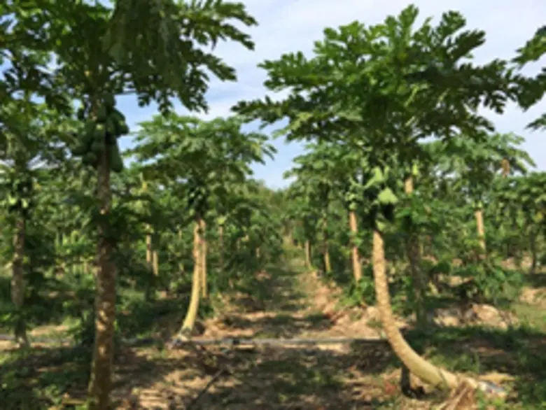 วว.พัฒนาการผลิตพืชให้มีสารสำคัญสูง ใช้เทคโนโลยีก่อนและหลังการเก็บเกี่ยวช่วยลดต้นทุนการผลิต ในระดับแปลงใหญ่/โรงงานผลิตพืช