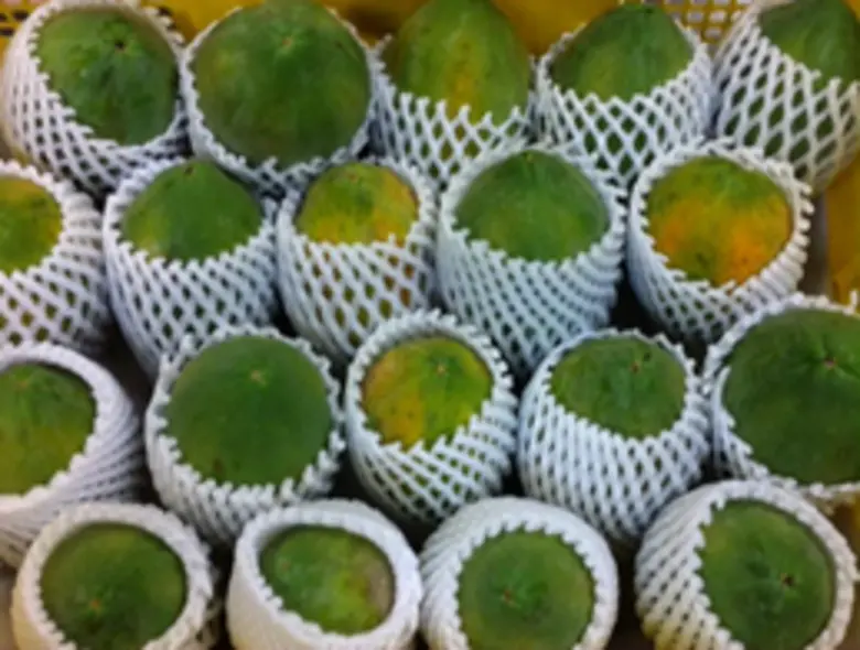 วว.พัฒนาการผลิตพืชให้มีสารสำคัญสูง ใช้เทคโนโลยีก่อนและหลังการเก็บเกี่ยวช่วยลดต้นทุนการผลิต ในระดับแปลงใหญ่/โรงงานผลิตพืช