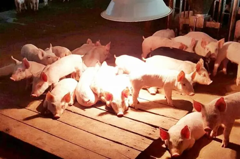 ซีพีเอฟ เตือนเกษตรกรดูแลสัตว์น้ำ-สัตว์บกใกล้ชิด ช่วงหนาว-อากาศแปรปรวน