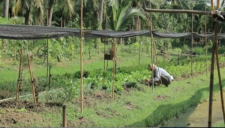 จากเกษตรเคมีสู่เกษตรอินทรีย์ “สามพราน ริเวอร์ไซด์” ใน หนองโพ ๙ ตามพระราชปณิธาน สานต่ออาชีพที่พ่อให้