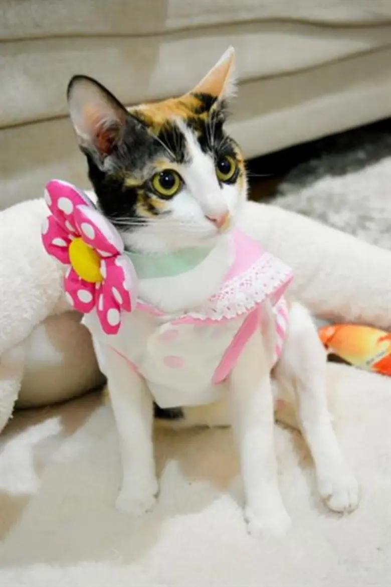 ครั้งแรกในประเทศไทยกับการประกวด สุดยอดแมวโคราช ในงาน Korat Cat Expo 2018