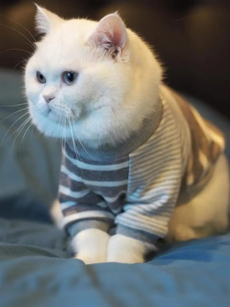 ครั้งแรกในประเทศไทยกับการประกวด สุดยอดแมวโคราช ในงาน Korat Cat Expo 2018