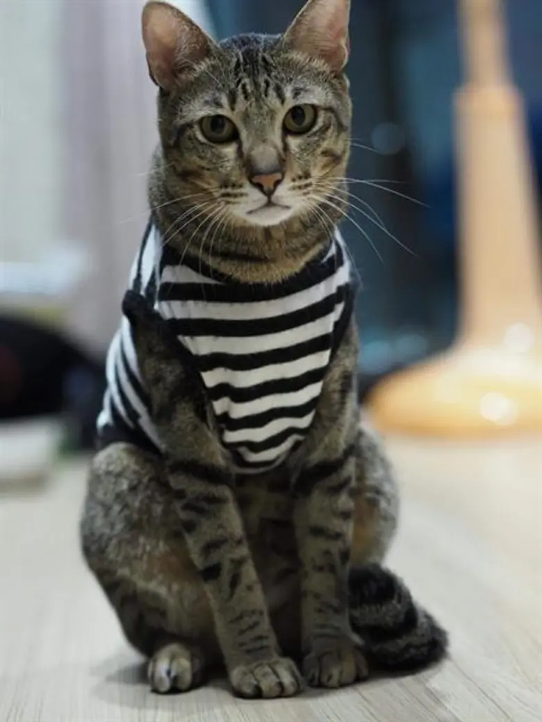 ครั้งแรกในประเทศไทยกับการประกวด สุดยอดแมวโคราช ในงาน Korat Cat Expo 2018