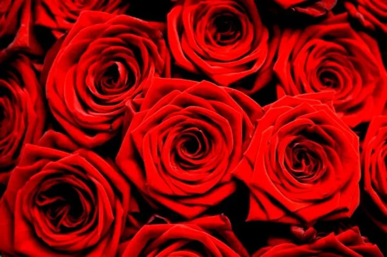 โรงแรมรอยัล ออคิด เชอราตัน ขอเชิญท่านและค...